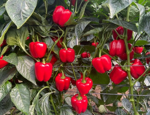 California rojo Baiao RZ, con fecha de trasplante del 7 de julio
