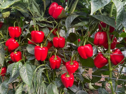Elevada productividad y frutos de calidad