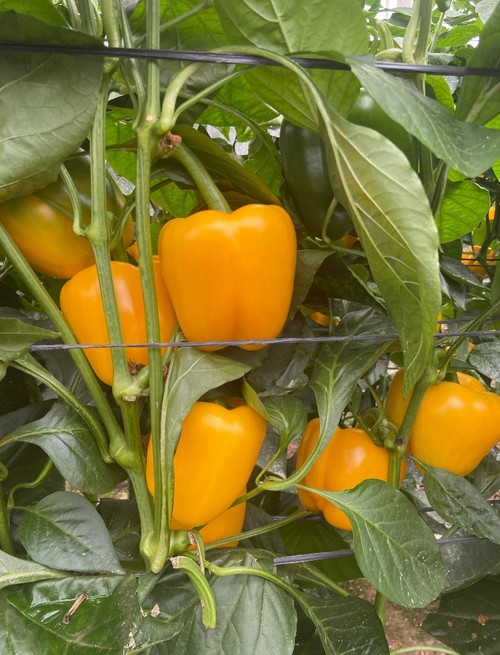 Sway RZ es para plantaciones extratempranas