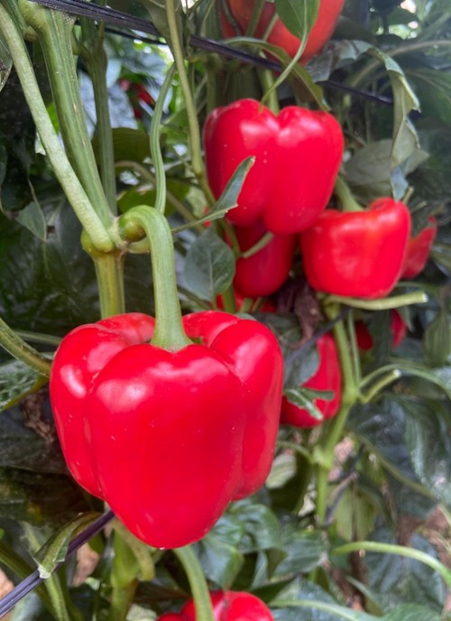 Color rojo intenso y frutos de gran consistencia
