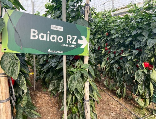 Baiao RZ en campo