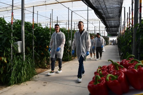 Javier Achón mostrando las numerosas variedades de pimiento.