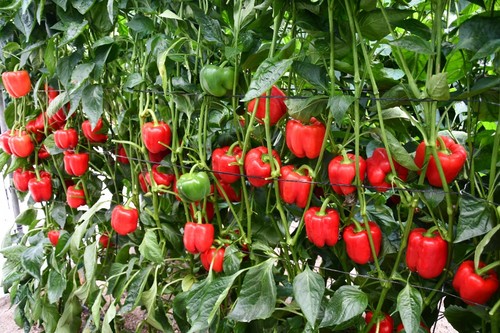 Producción de la variedad Ammon