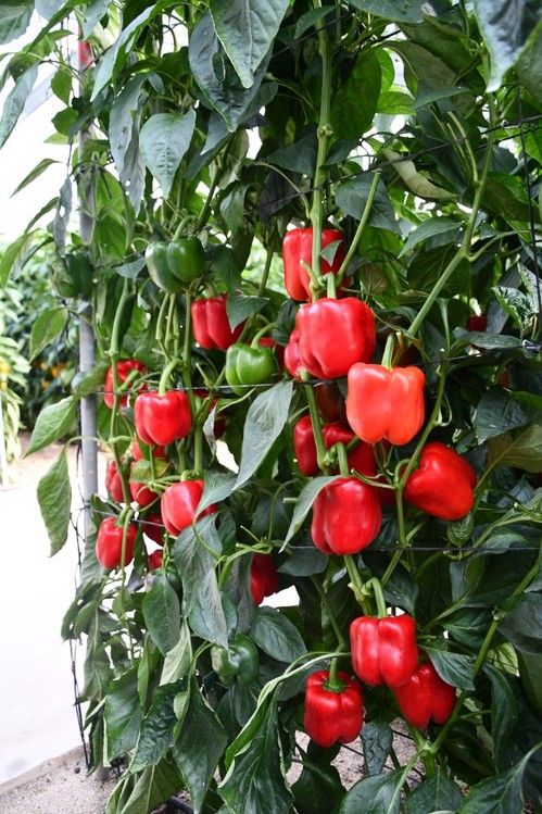 Cesión es un pimiento con mucha pared y fruto muy resistente