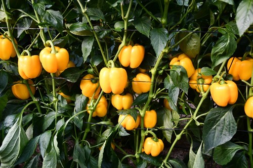Talanis es un pimiento muy productivo