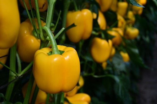 El fruto de Belenus tiene un bonito color amarillo