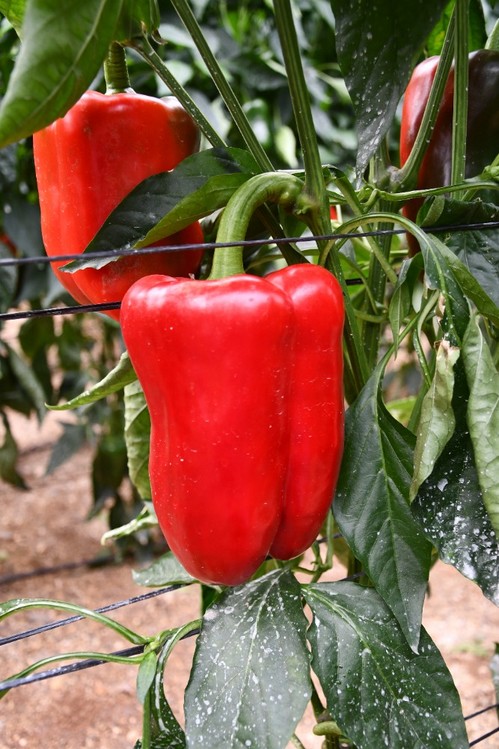Frutos de buena consistencia y muy pesados