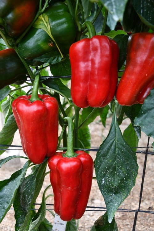 Una planta fuerte, abierta, superproductiva