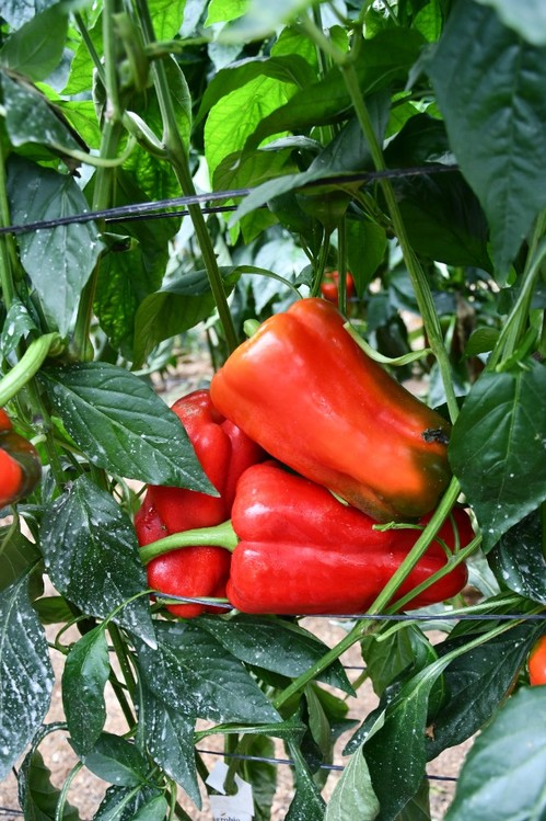 Color en rojo Ferrari, típico de Clause, no pasa por chocolate, en verde no presenta silverinas, se puede recolectar en ambos, buena consistencia y muy pesado,
