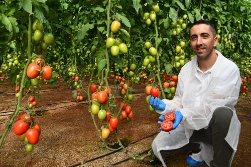 José David Ávila muestra el fruto de Heredero que destaca por su producción, buen color y su buena recolección, ya que suelta con el cáliz.