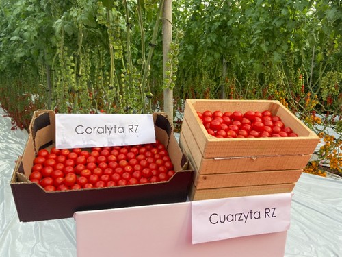 Tomates cherry Coralyta RZ y Cuarzyta RZ