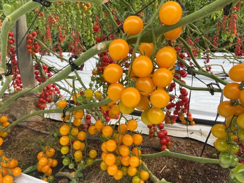 Cherry amarillo