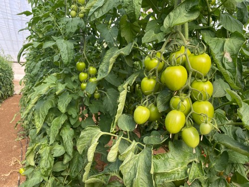 También funciona en ciclos de primavera