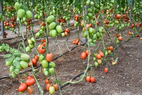 Cada fruto puede llegar a pesar 200 gramos
