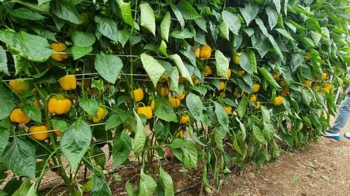 Planta abierta de Salonikas F1
