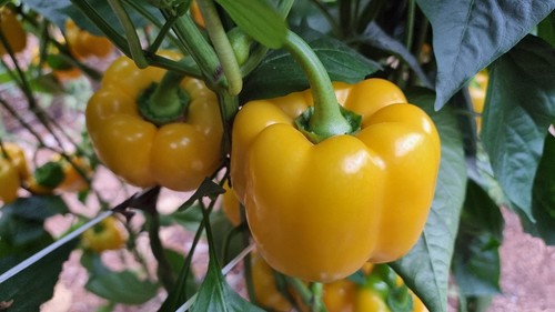 Salonikas F1 tiene un fruto amarillo limón