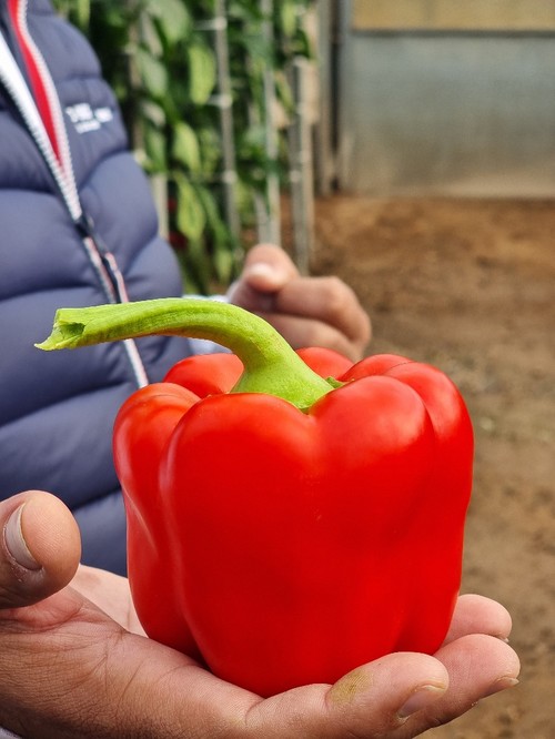 Bikos F1 tiene un color rojo muy atractivo