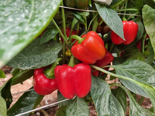 Frutos de Bikos F1