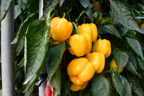 Arquímedes F1 presenta una planta más vigorosa y se recomienda para la segunda quincena de julio.