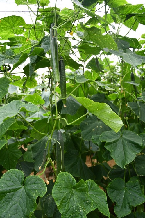 Plantas de estructura abierta y entrenudo corto