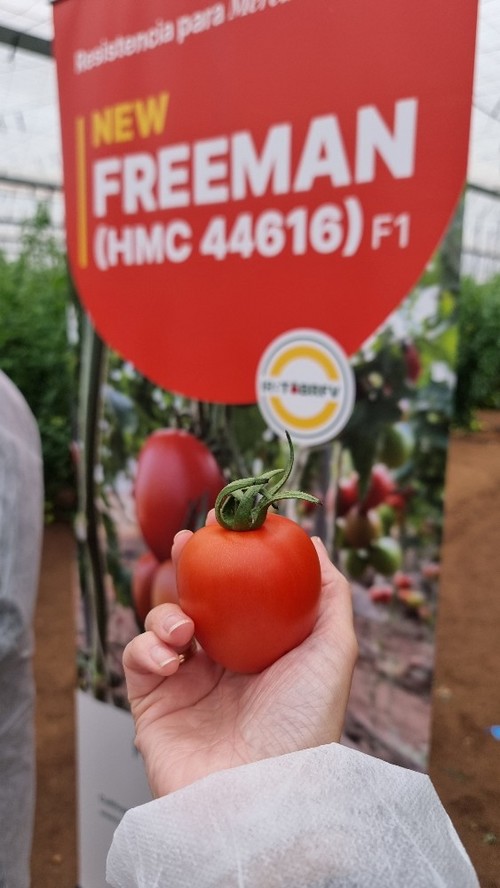 El fruto de esta novedad de HM.CLAUSE es ideal para envasado de exportación.