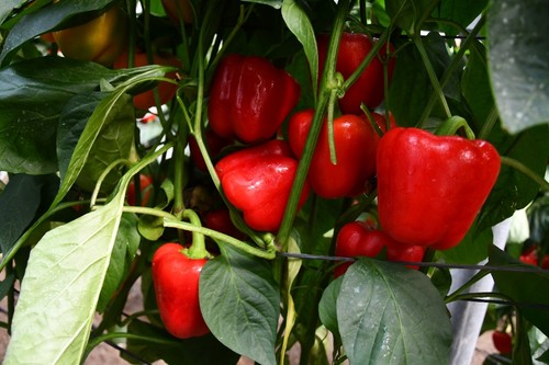 Buen color que se suma a una planta abierta que facilita el control de plagas.