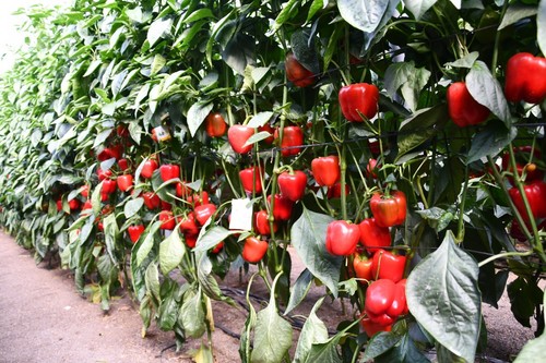 La dueña de la finca explicó a FHALMERÍA que lleva 5 años apostando por estas variedades, sacando más de 10 kilos el metro cuadrado.