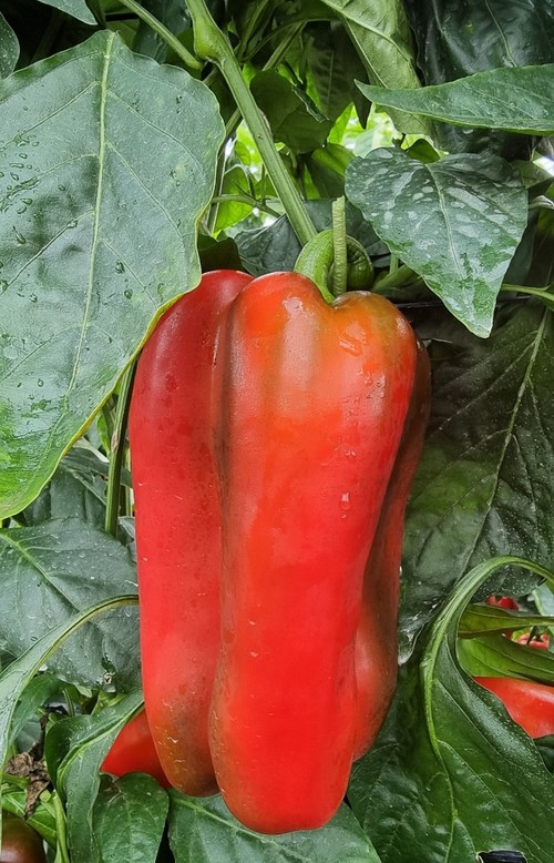 Detalle de un fruto de Gardel