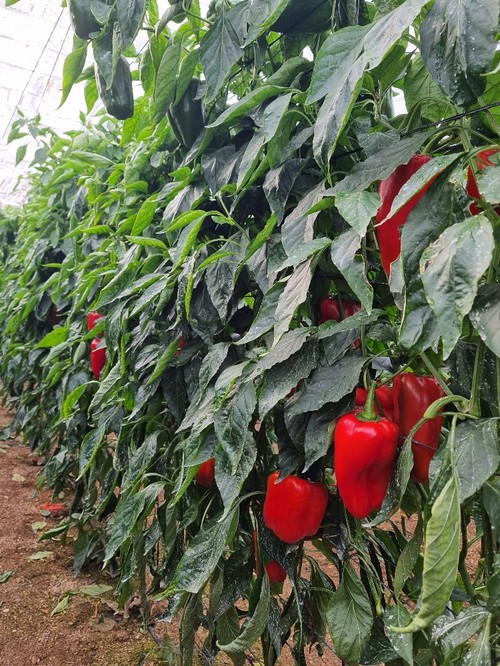 Gardel tiene una planta de vigor medio-alto