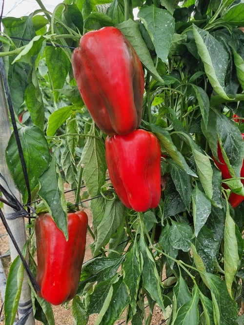 Llamativo color rojo de Gardel