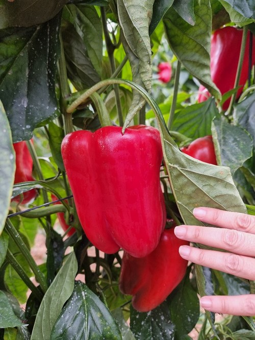 Frutos homogéneos en longitud y forma
