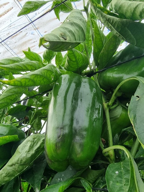 Gardel tiene un alto porcentaje de frutos con cuatro cascos.