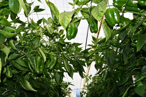 También apto para recolecciones en verde