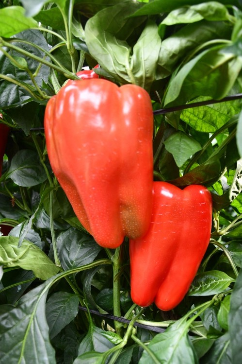 Una variedad precoz con buenos cuajes con calor