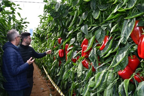 Una planta rústica, adaptada a todo tipo de suelos y manejos