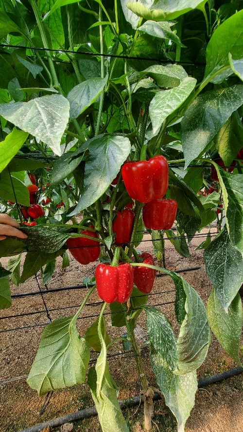 Yamato tiene rojo intenso y buen verde