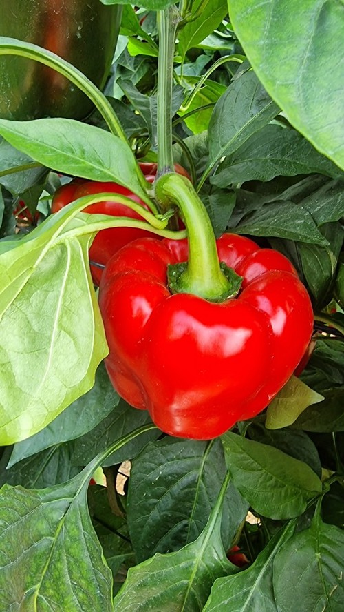 Detalle del fruto de Balcanes
