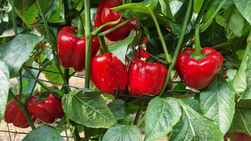 Cuaje de la novedad de Syngenta: Balcanes