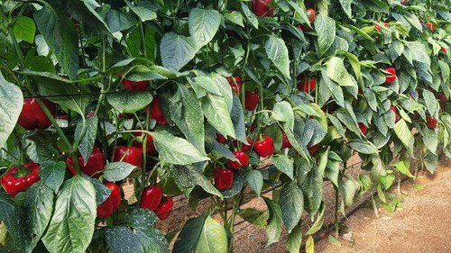 Alta producción de la variedad Balcanes