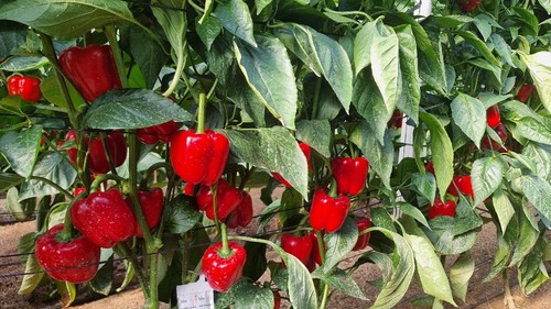 Spartanos, destinado a plantaciones del 1 al 15 de agosto
