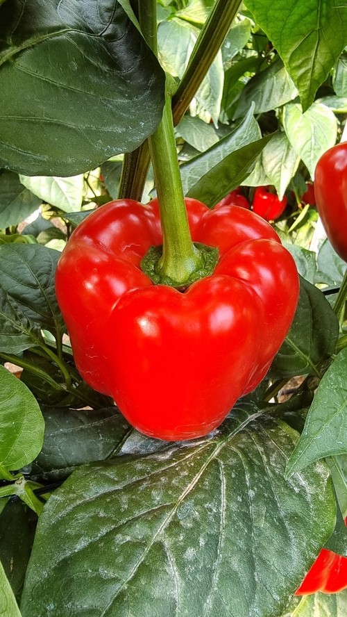 Detalle del fruto de Spartanos