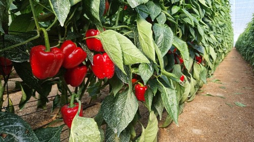 Spartanos tiene un 60% de frutos GG y el resto de calibre G