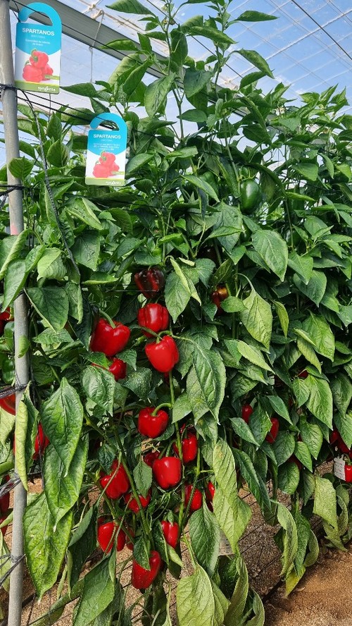 Spartanos es una de las novedades más prometedoras de Syngenta