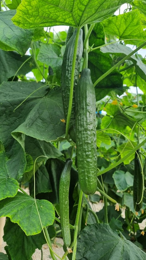 Calidad de fruto en esta nueva variedad de Semillas Fitó