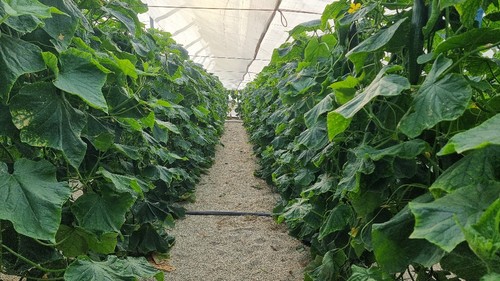 Planta aireada y oscura de HOL 200052 (Moscu)