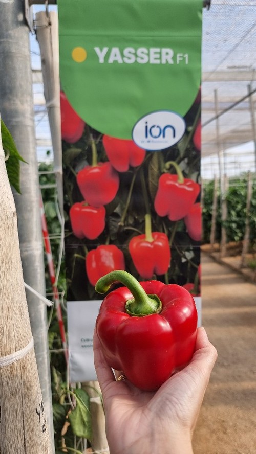HM.CLAUSE es una referencia clara para los agricultores de pimiento