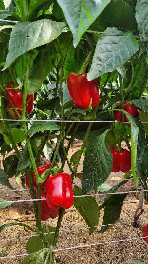 Yasser es para plantaciones a partir del 25 de julio