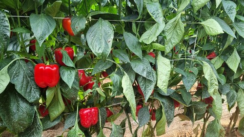 Planta de Ascalon