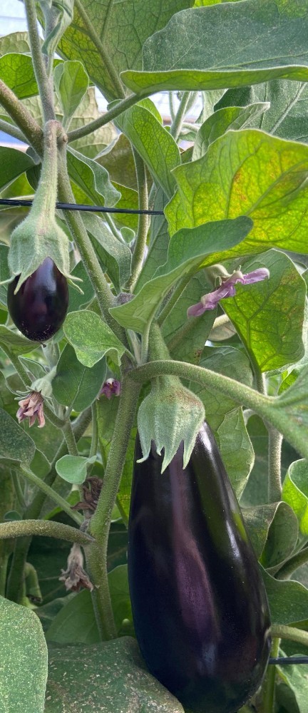 Frutos oscuros y de buen calibre