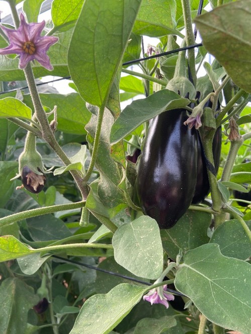 Planta con un buen sistema radicular